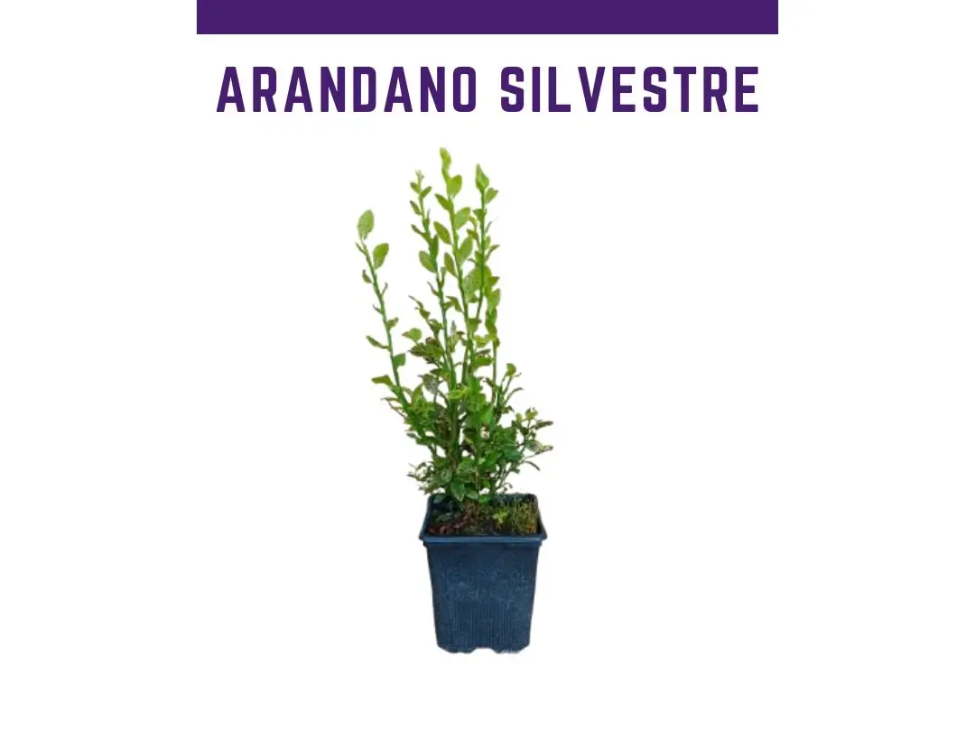 Planta arandano silvestre vaccinium myrtillus 1L