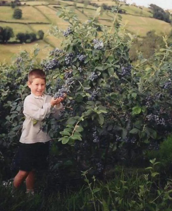 Plantas de arandano muy longevas 30 aos de vida