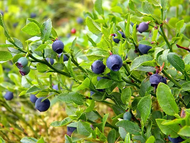 Mirtilo selvagem europeu Vaccinium myrtillus