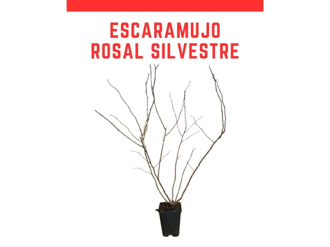 Planta de escaramujo rosa canina maceta 2L