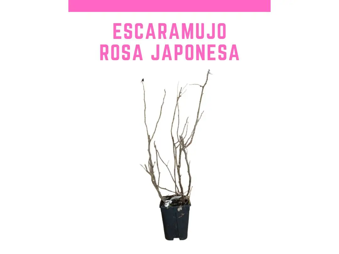 Plantas de escaramujo rosa japonesa maceta 2L