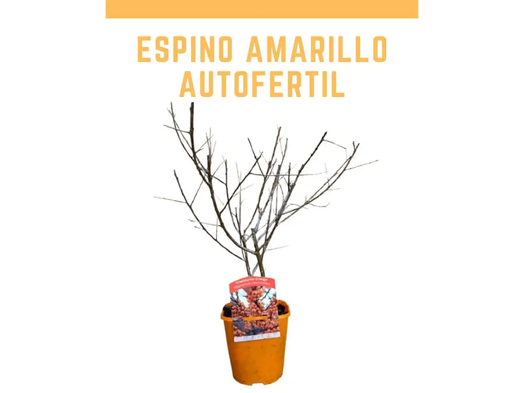 Planta de espino amarillo maceta 2 L