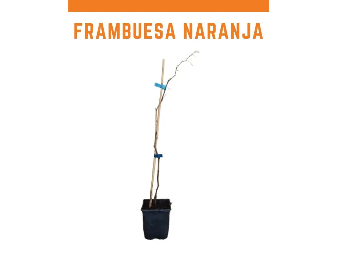 Planta frambuesa naranja enana maceta 1L