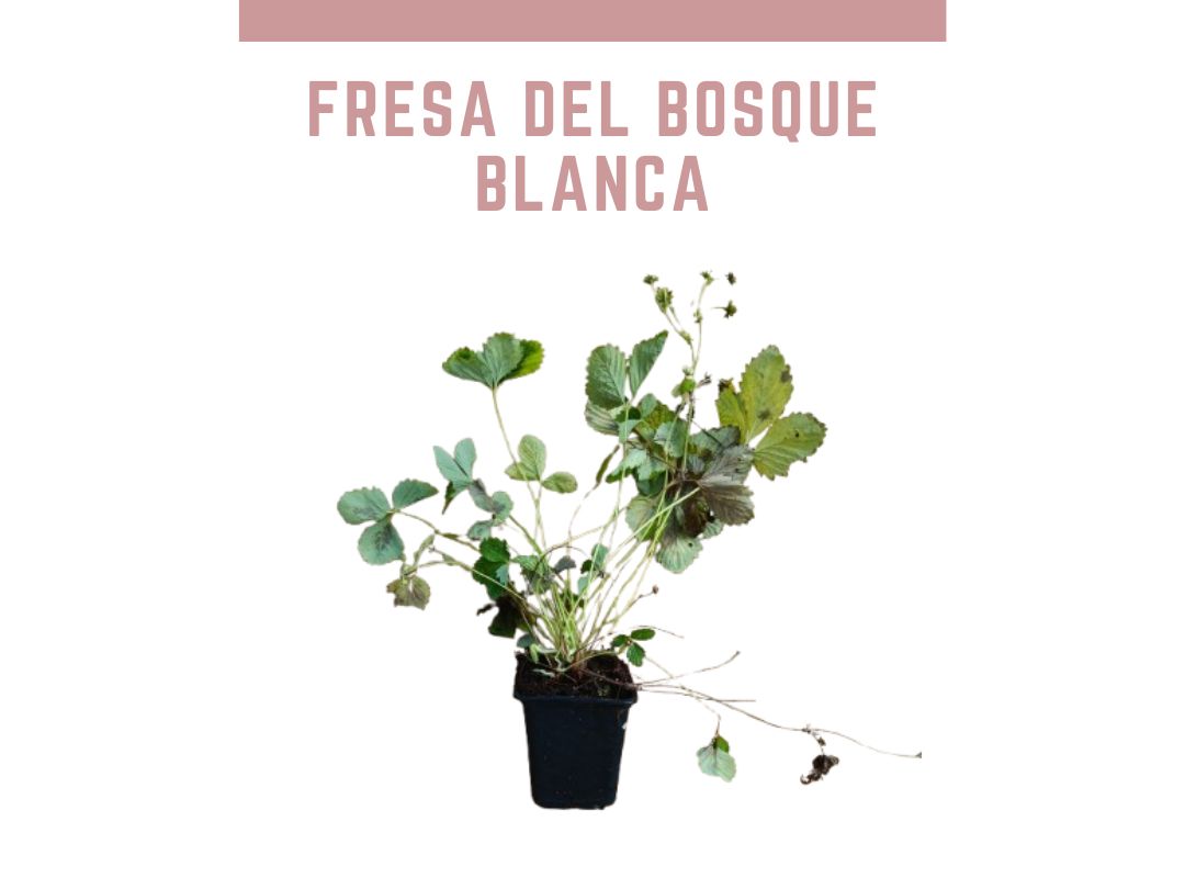 Plantas de fresa blanca Yellow wonder