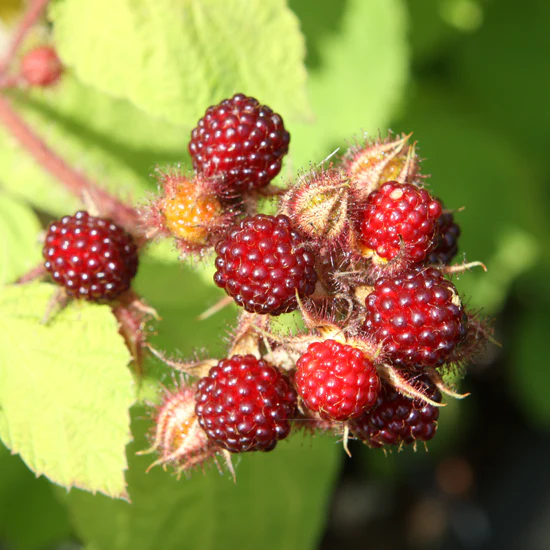 Frambuesa japonesa del vino (Rubus phoenicolasius) frambueso japones