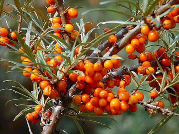 espinheiro-martimo ou espinheiro-alvar, Hippophae rhamnoides