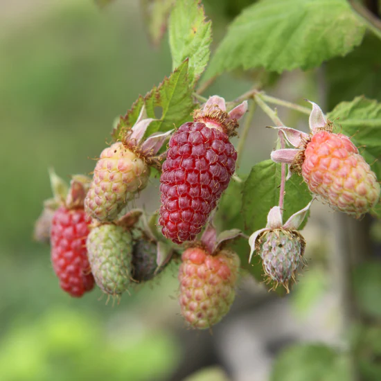 Frambuesa loganberry sin espinas Rubus  loganobaccus