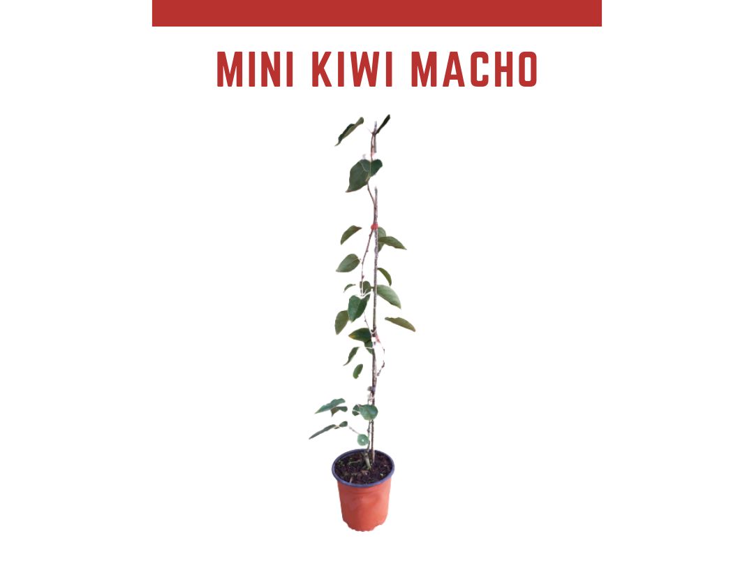 Plantas Kiwino Mini kiwi 1,5L weiki macho, Actinidia arguta