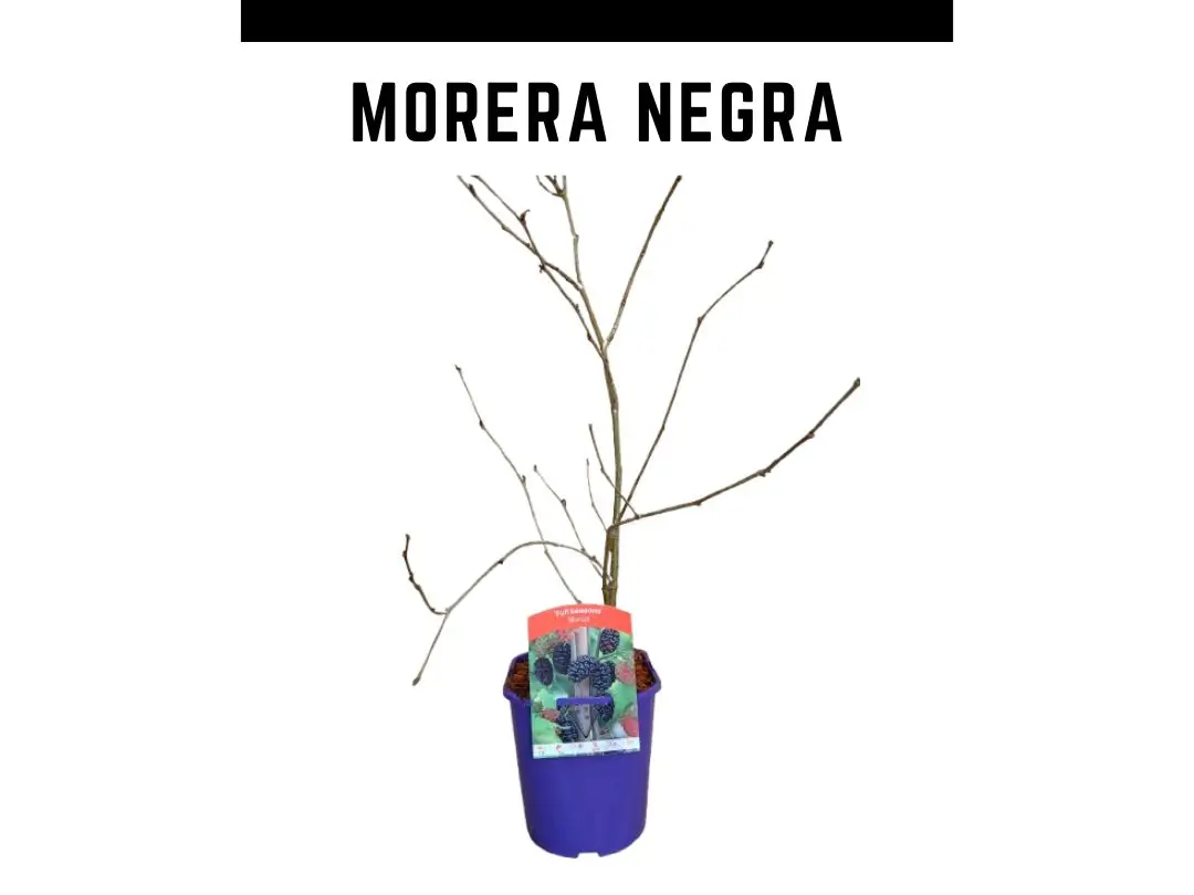 plantas de morera negra maceta 2L