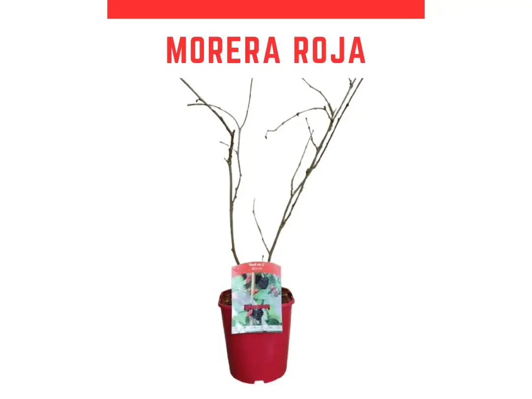 Planta morera roja maceta 2L