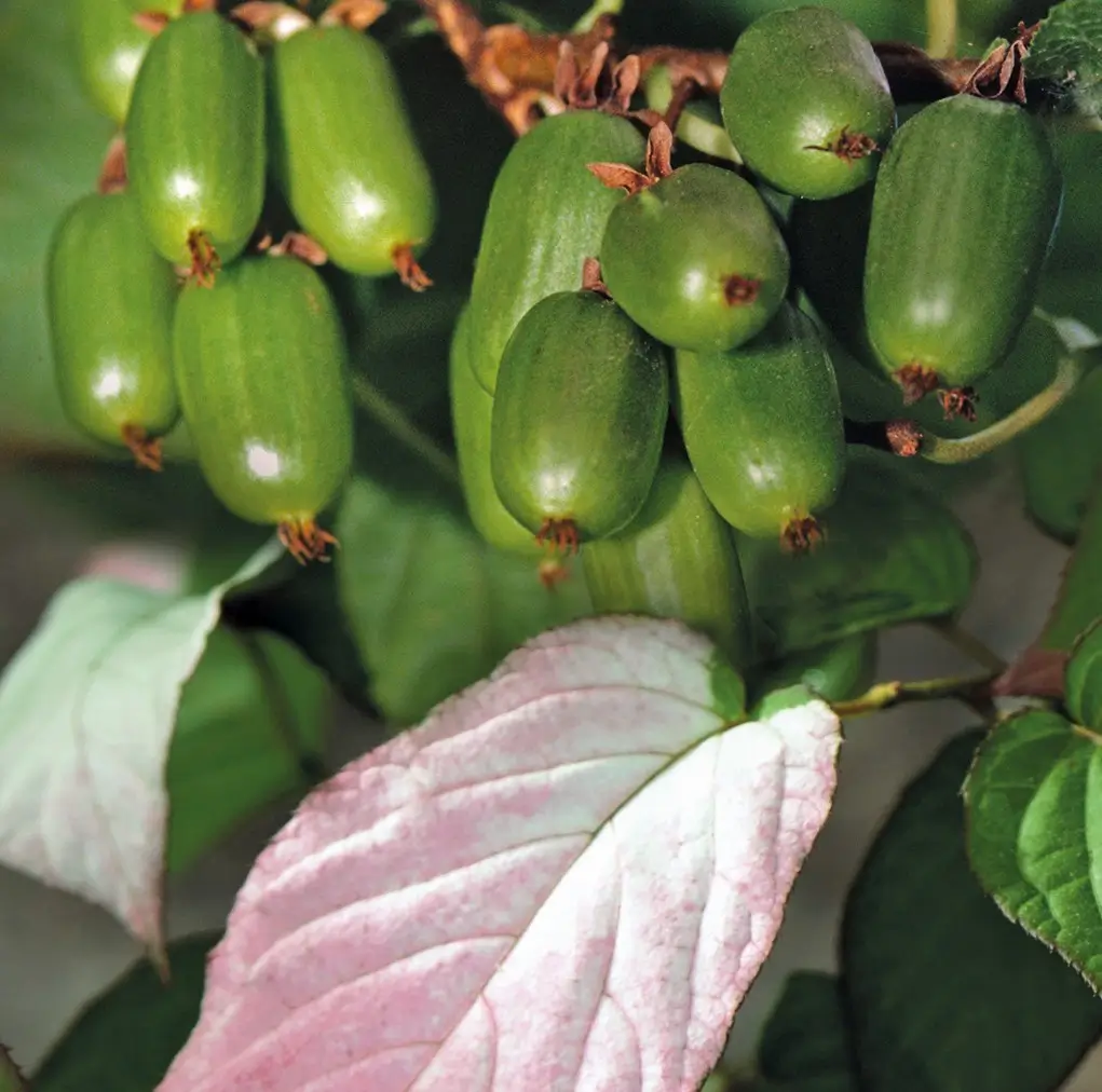 Planta Belleza del rtico Actinidia kolomikta mini kiwi autofertil