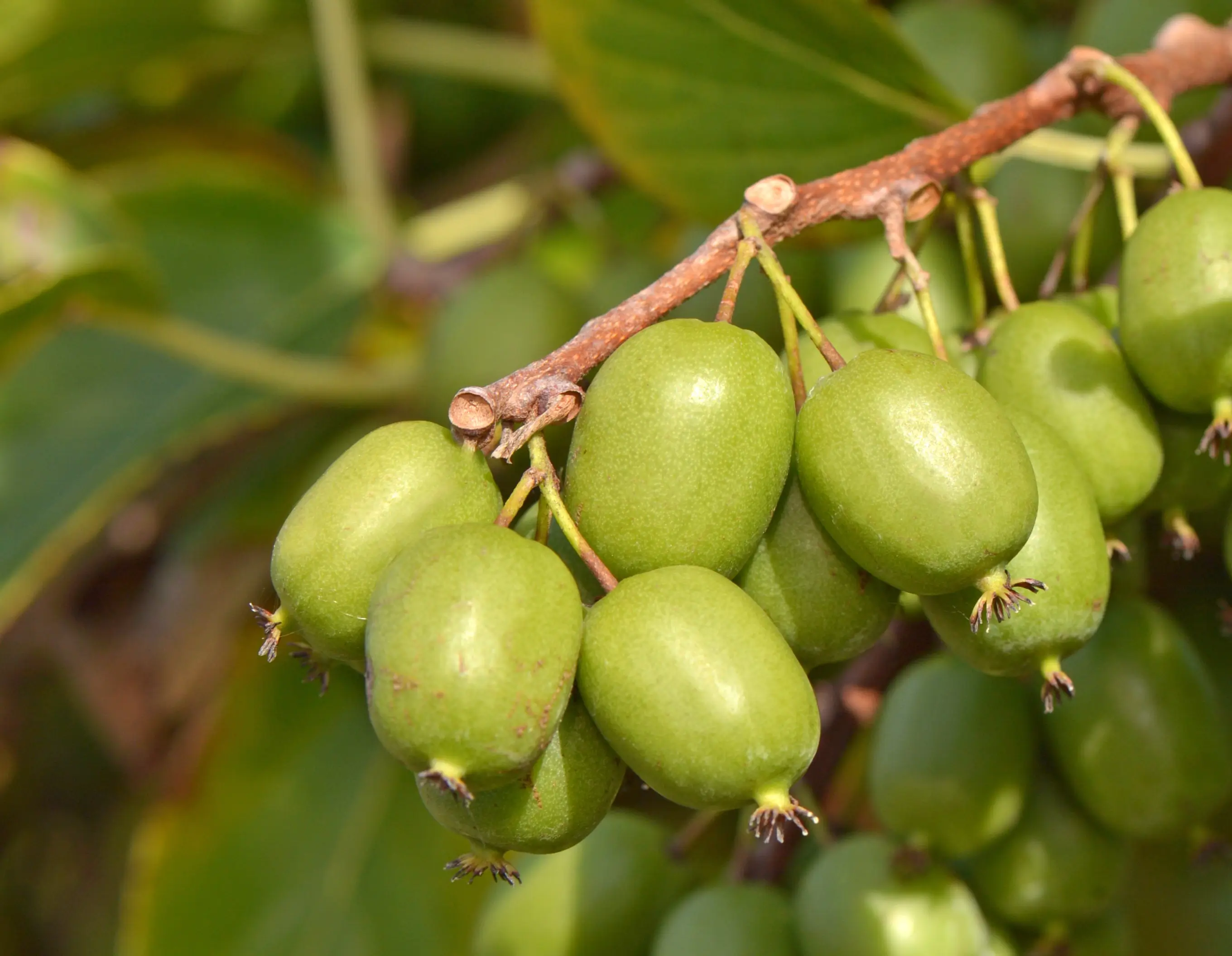 Venta online de plantas de mini kiwi autofertil VITIKIWI