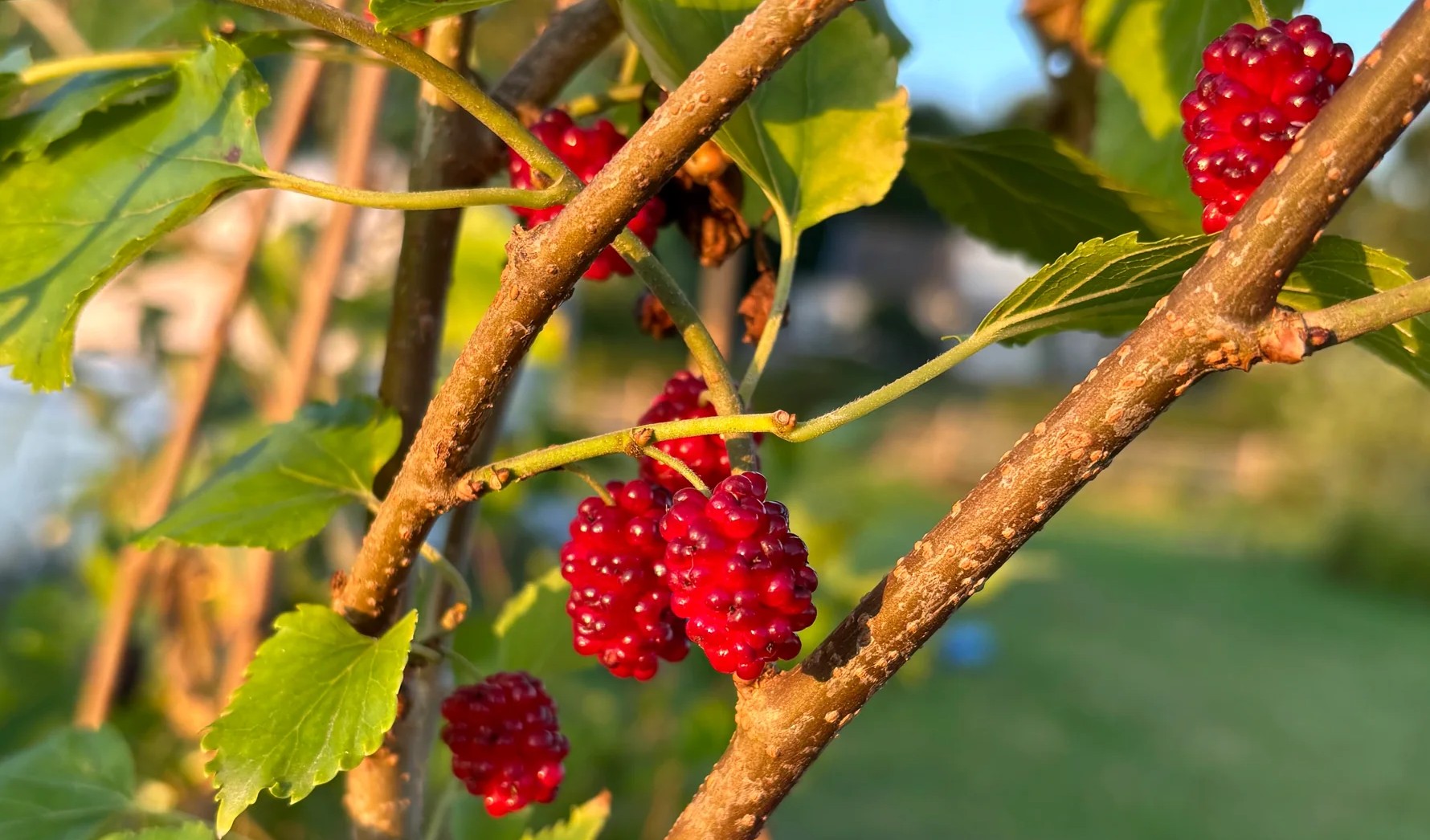 amoreira vermelha rubus rubra