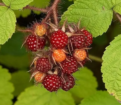 Frambuesa del vino (Rubus phoenicolasius) frambueso japones