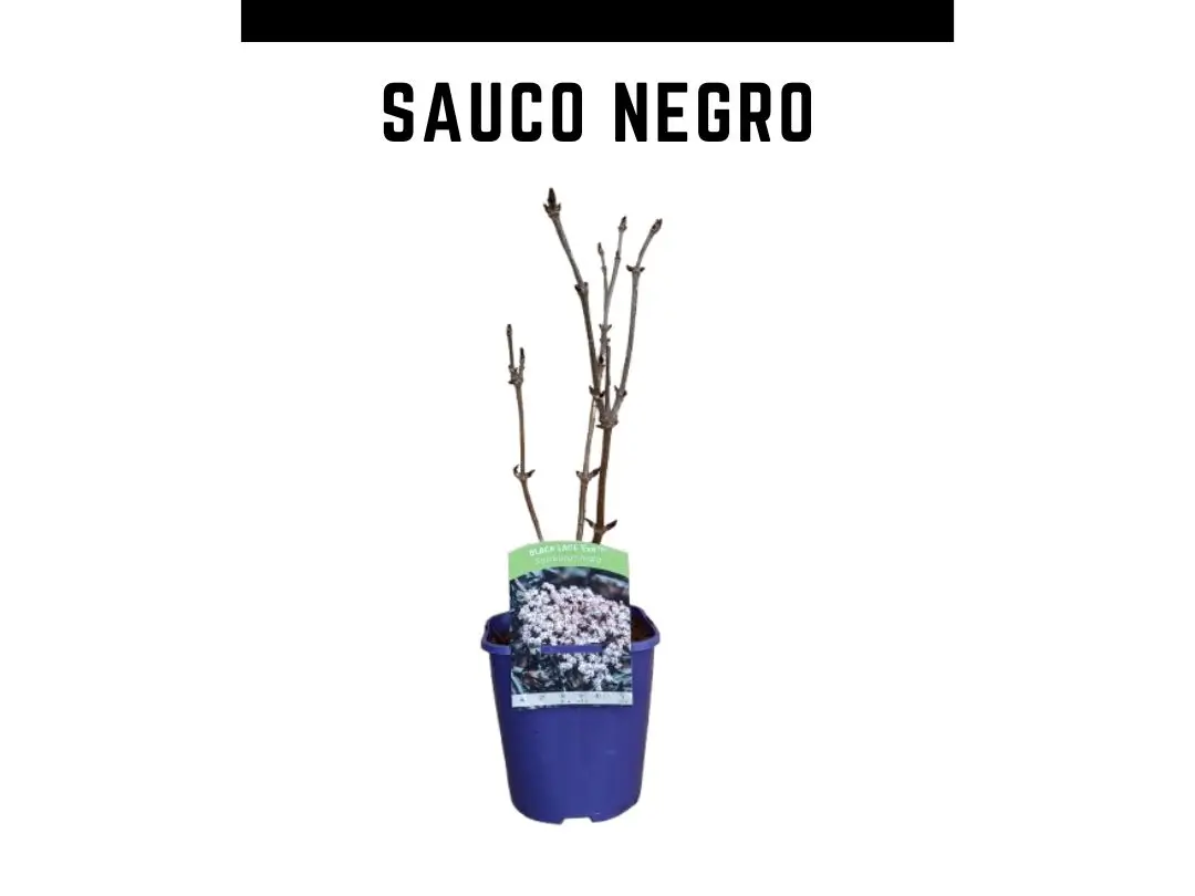 Planta de sabugueiro preto vaso de 2 L