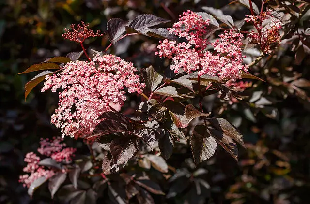 Sabugueiro preto, Sambucus nigra