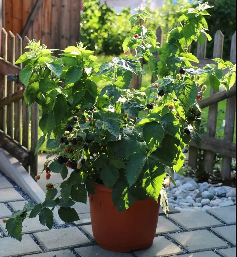 Planta de zarzamora enana huerto urbano