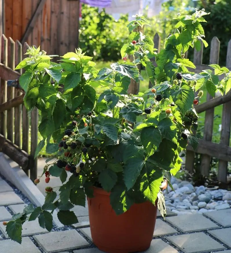 Como plantar frutos rojos en maceta