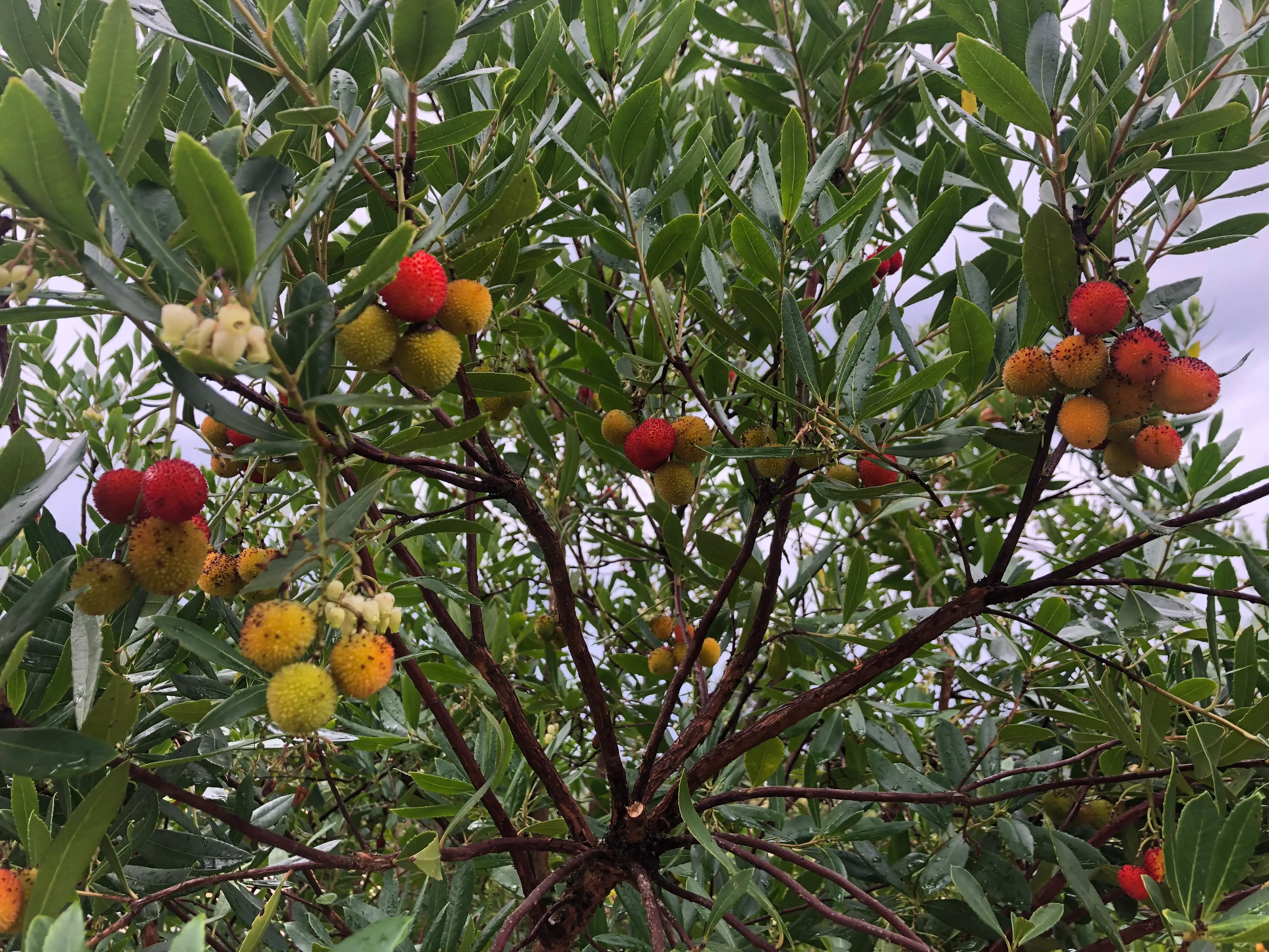 Madroo madroera, arbutus unedo