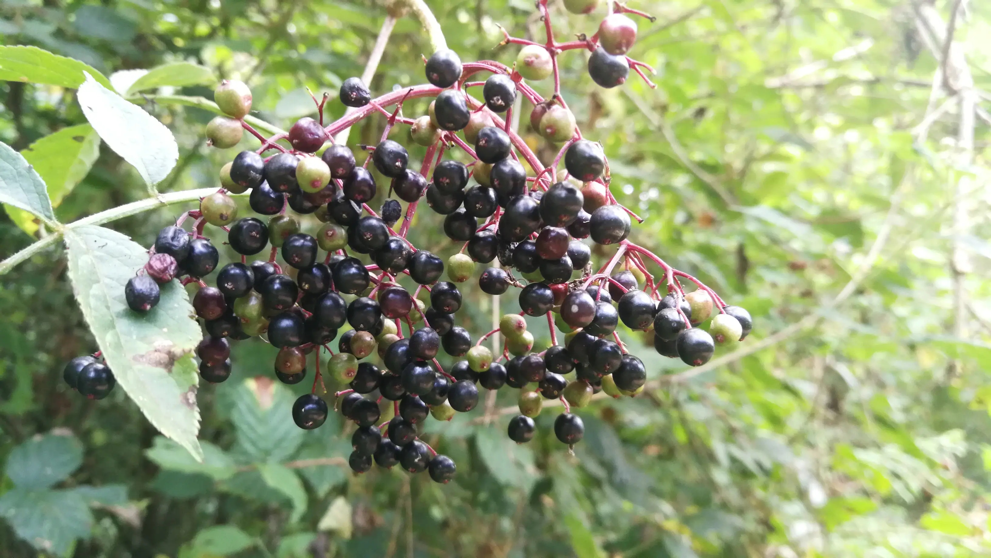 Planta de sabugueiro preto vaso de 2 L