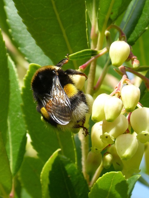 Flores del madroo, arbutus unedo