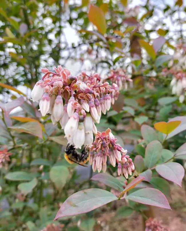 Flores Mirtilo Rabbiteye (Olho de cohelo) Vaccinium ashei