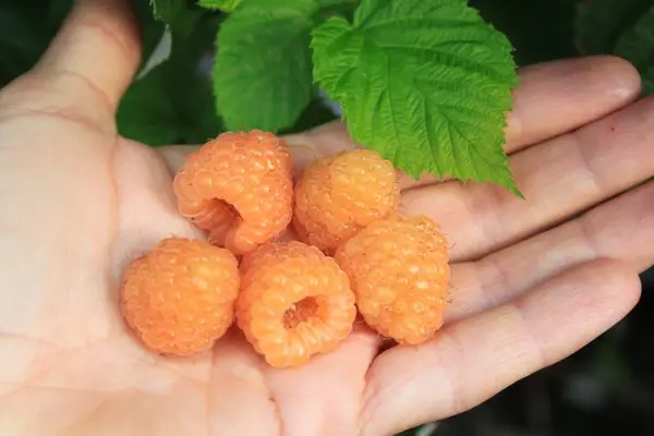 Plantas de frambuesa naranja enana