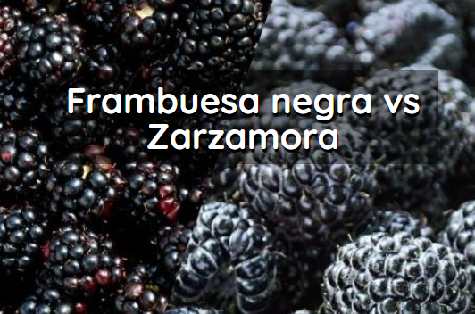 Frambuesa negra vs Zarzamora