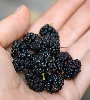 plantas de morera negra maceta 2L