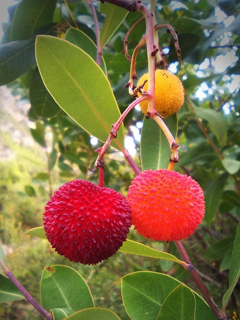 arbutus unedo madroo frutos