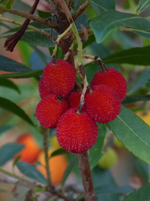 Frutos del madroo maduros