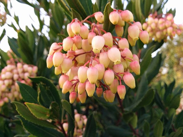 Arbol de madroo en floracion