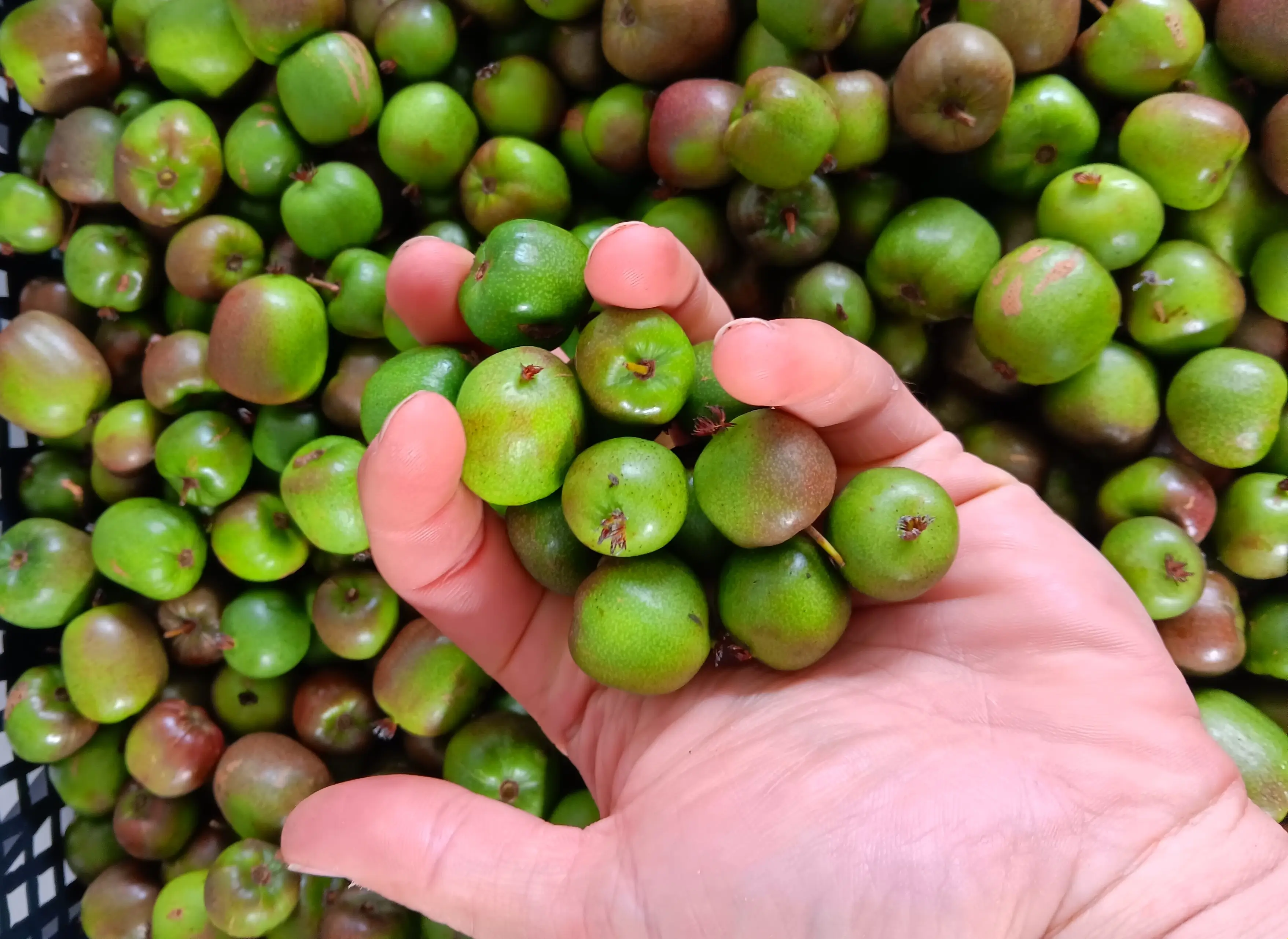 Venta online de plantas de mini kiwi geneva, actinidia arguta