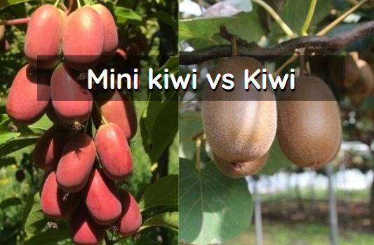 Mini kiwi kiwio vs kiwi