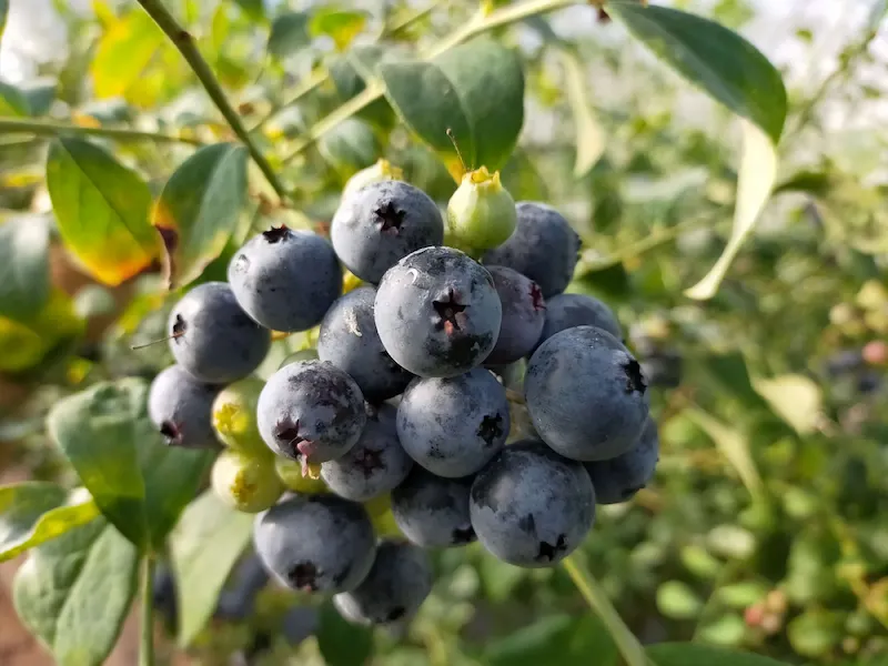 Mirtilo Olho de coelho Vaccinium ashei