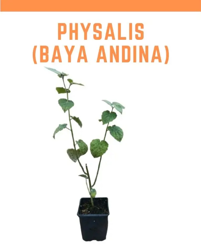 Venta planta Physalis peruviana 1L