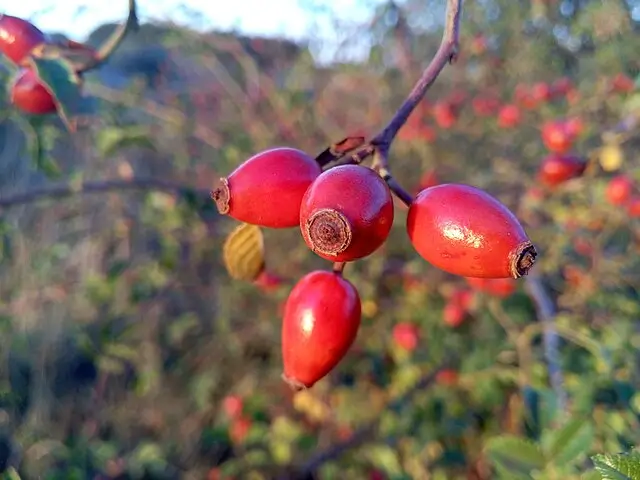 Plantas de escaramujo rosa silvestre