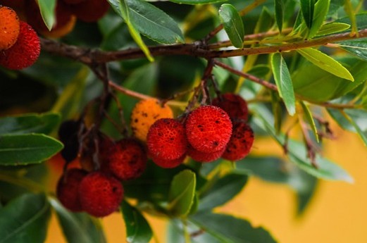 Que es el madroo, arbutus unedo