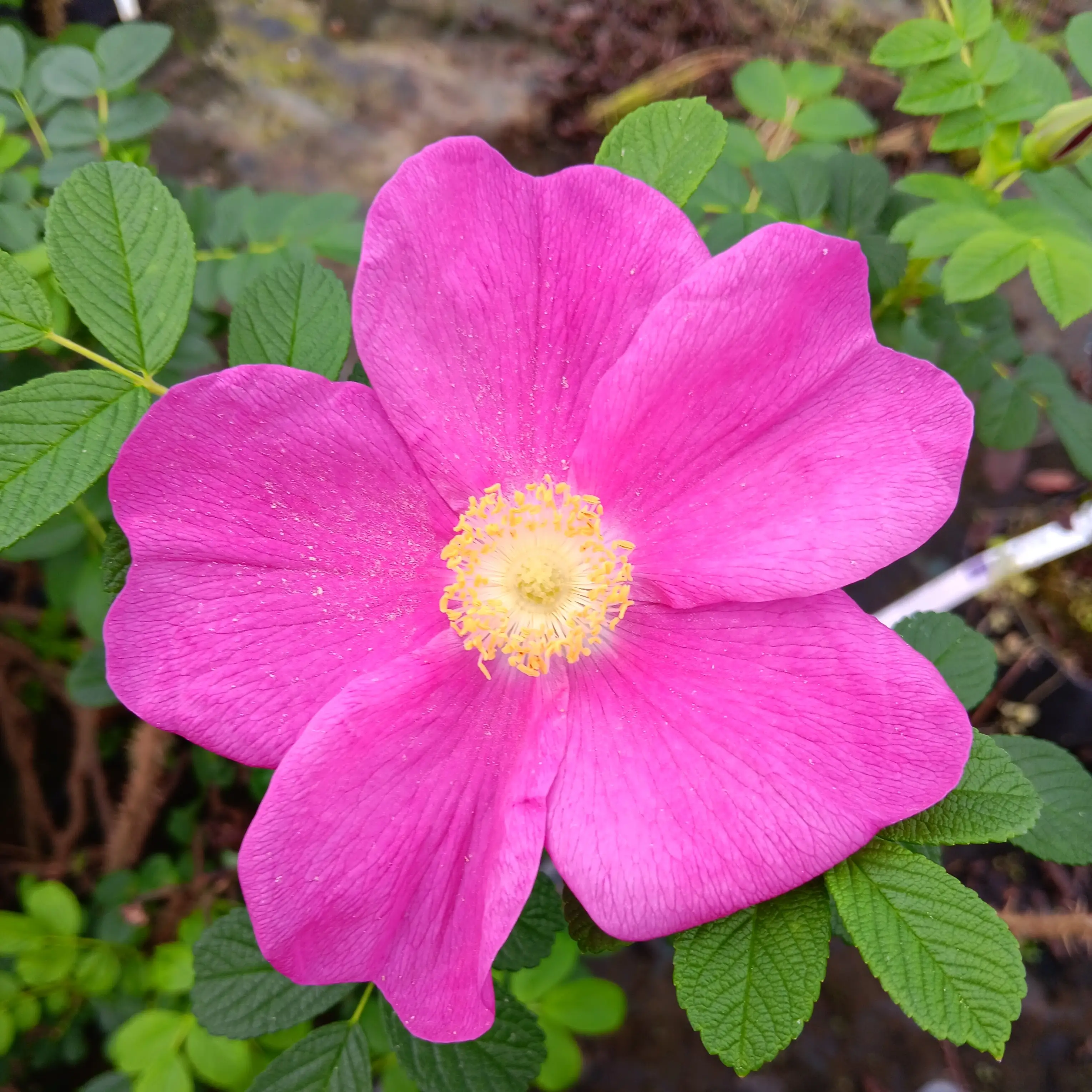 Plantas de Roseira rugosa, Rosa Rugosa