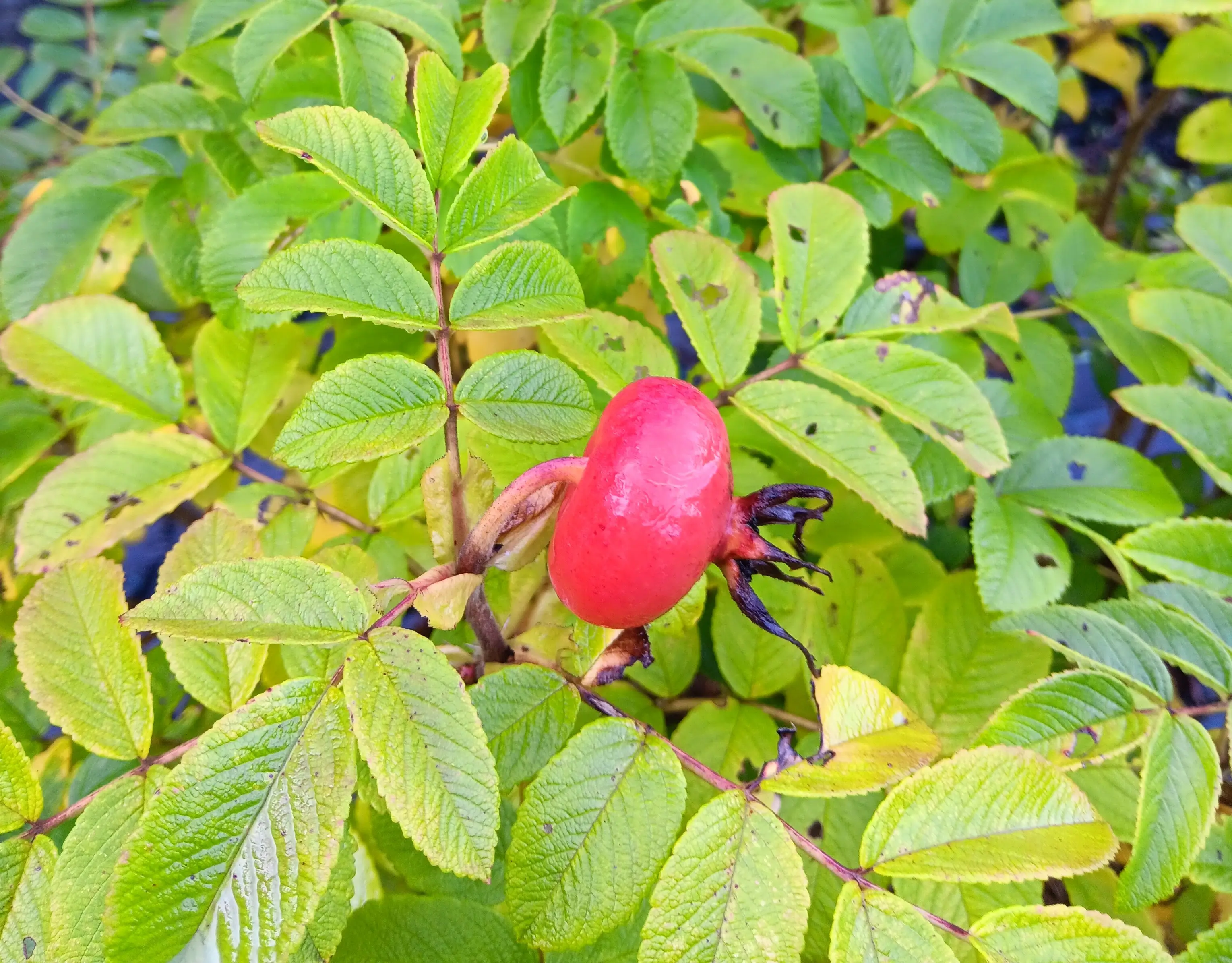 Plantas de rosa rugosa escaramujo